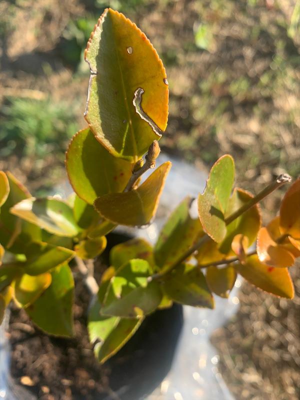 chewed up, discolored leaves