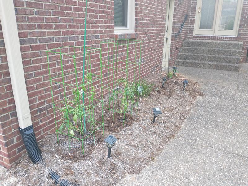 Easy set up and very pretty green color