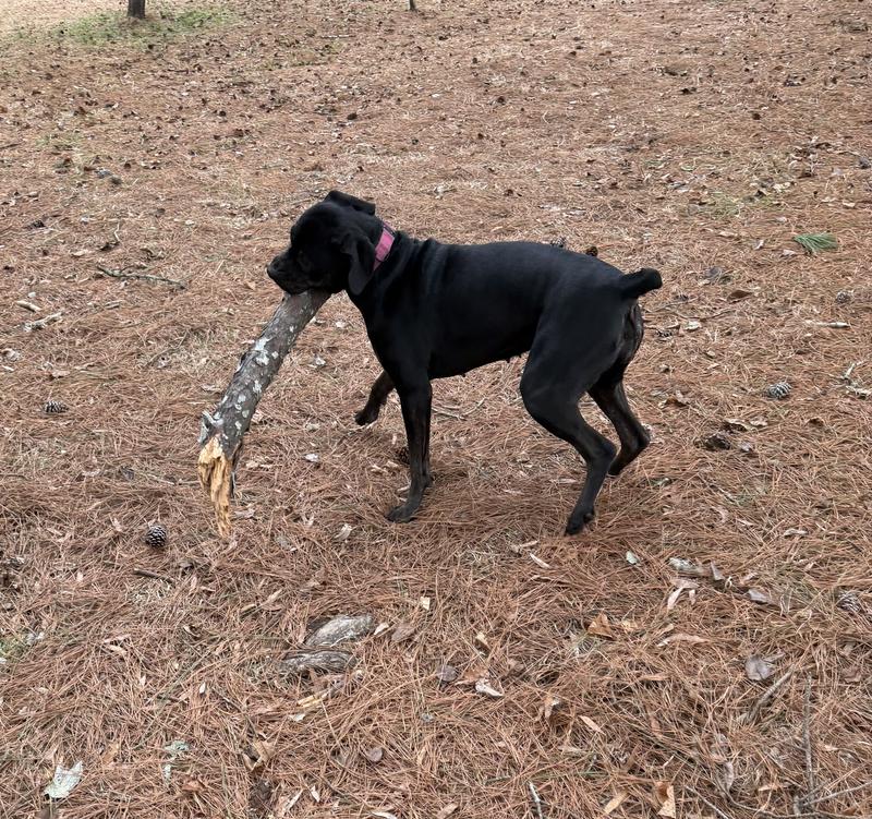 Her playing with her “little” stick. 😆