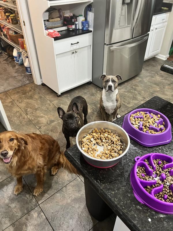 Pups waiting patiently