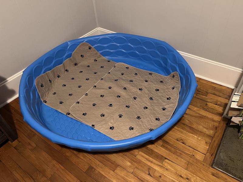 Whelping area.
