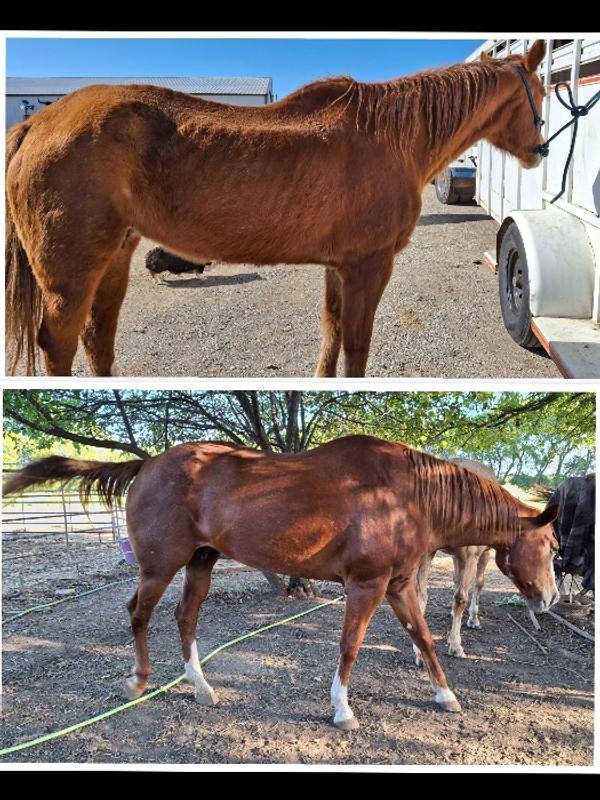 Rehabbed 25 yr old QH mare