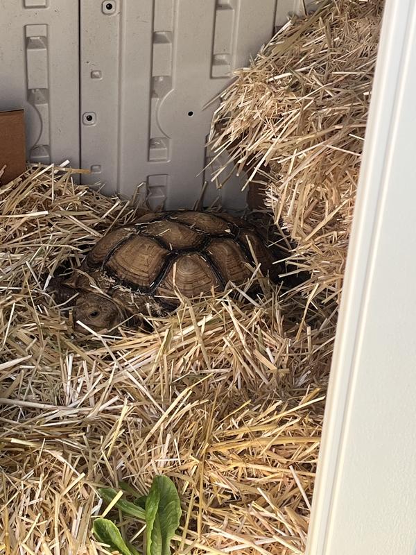 Makes a great tortoise house!