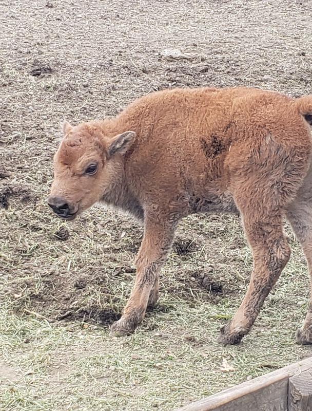 American Bison big and little.