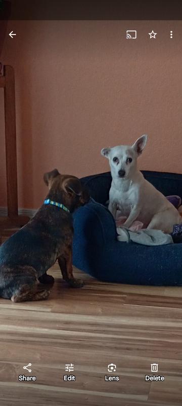 Get off my bed!
