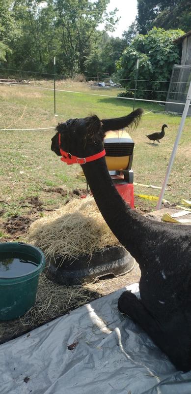Angel enjoying the fan after being sheared and bathed.