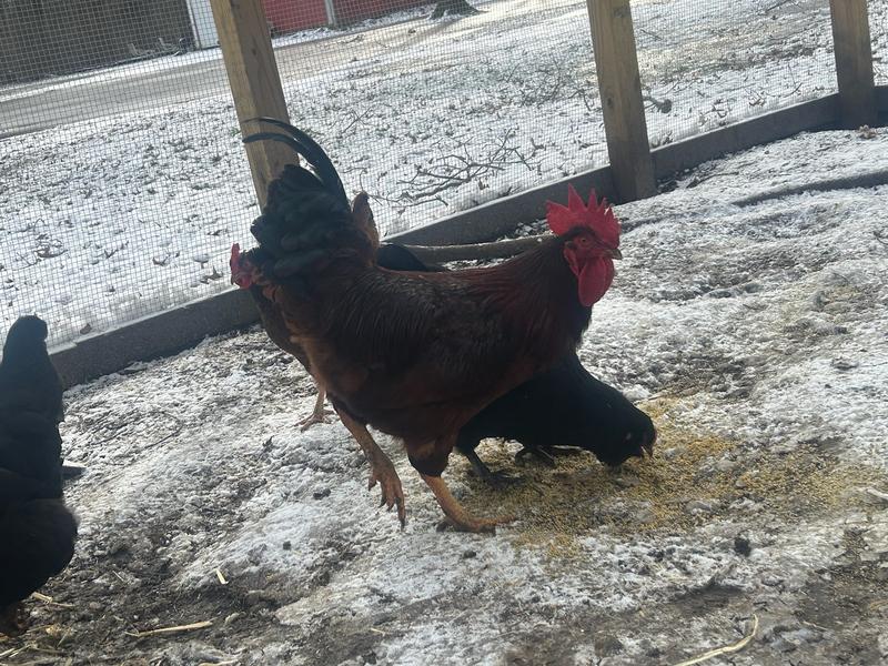 Happy Chickens
