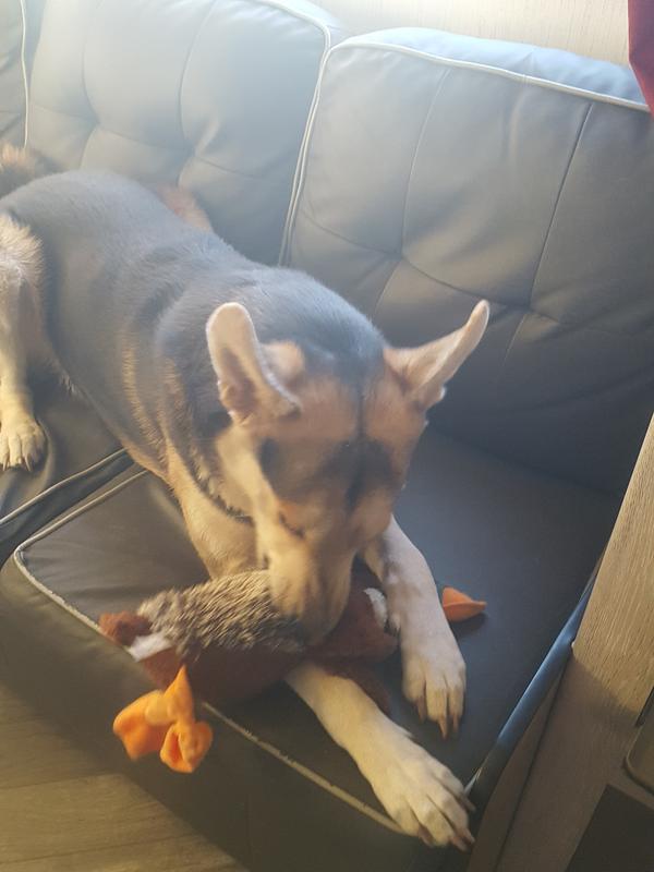 Prince loves his "Ducky".