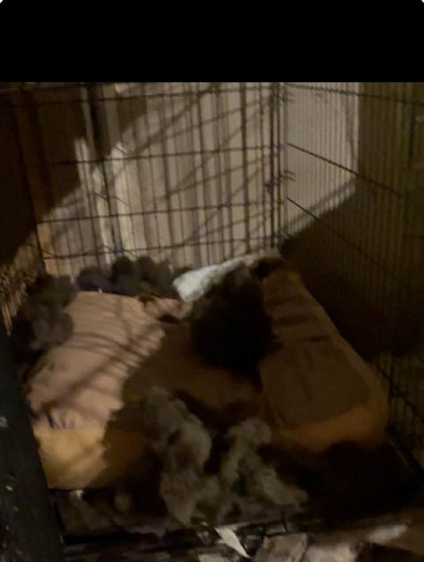 Example of one of the two kennels.