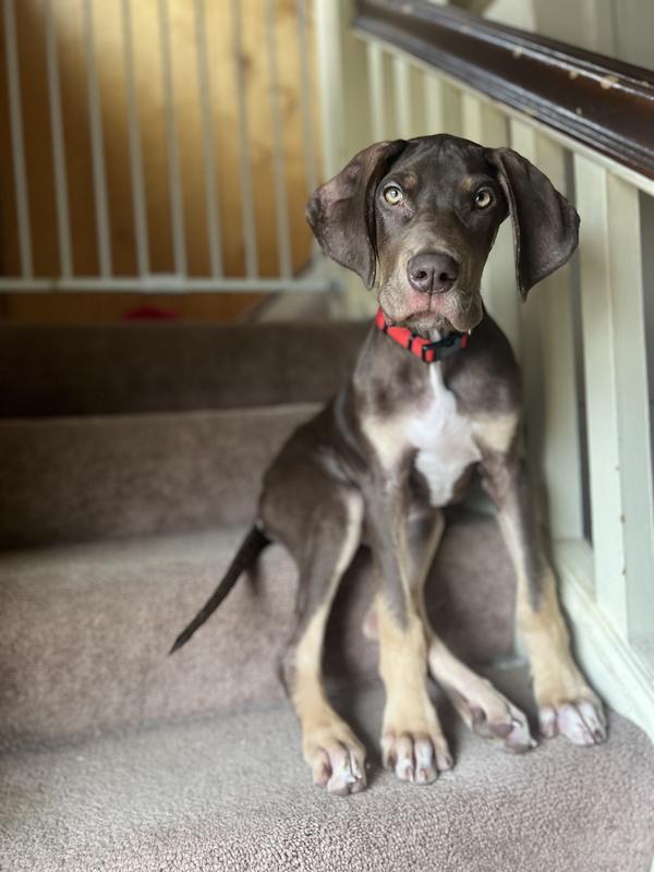 Zukes Chicken Mini Naturals Dog Treats – Petsense