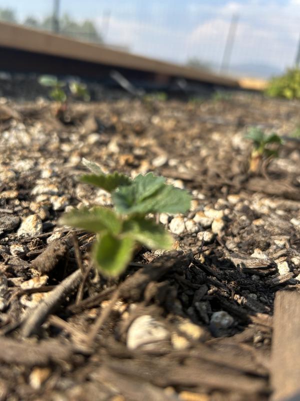 planted July 7, pic of strawberry 1 week later on July 14