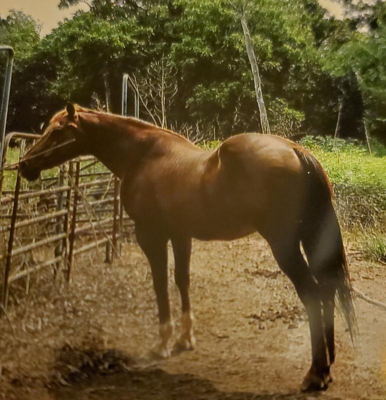 Pepe 30 years young feed him Purina Senior.