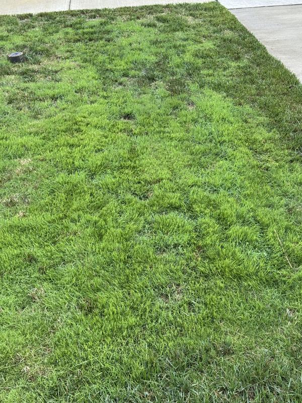 Groundwork Bermuda Grass Seed