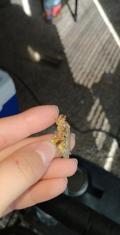 The dead cricket that was in his hay...