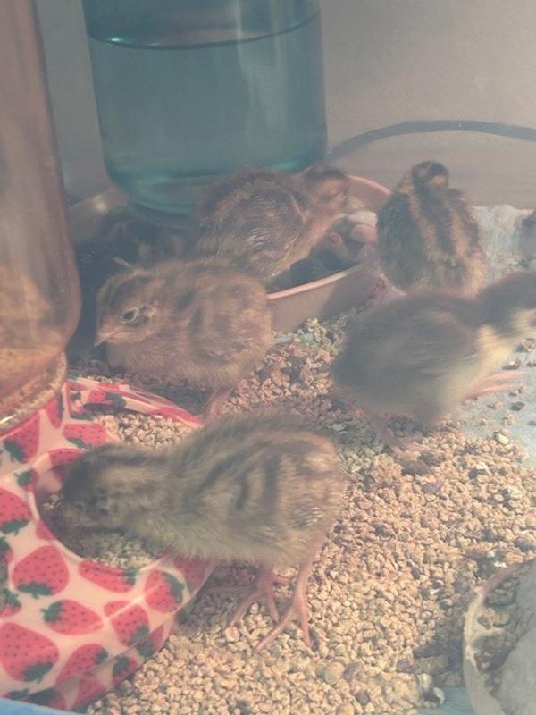 Quail chicks eating food.