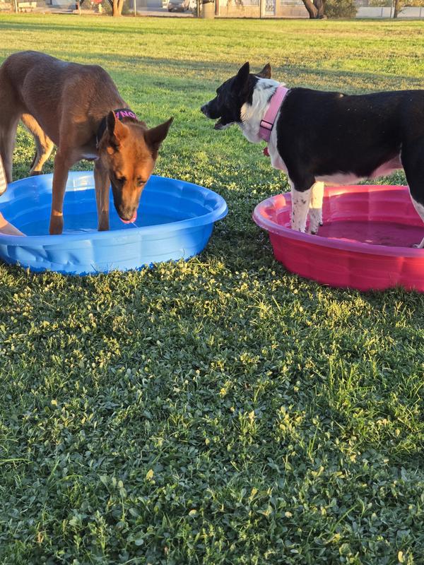 More energy to play with here friends