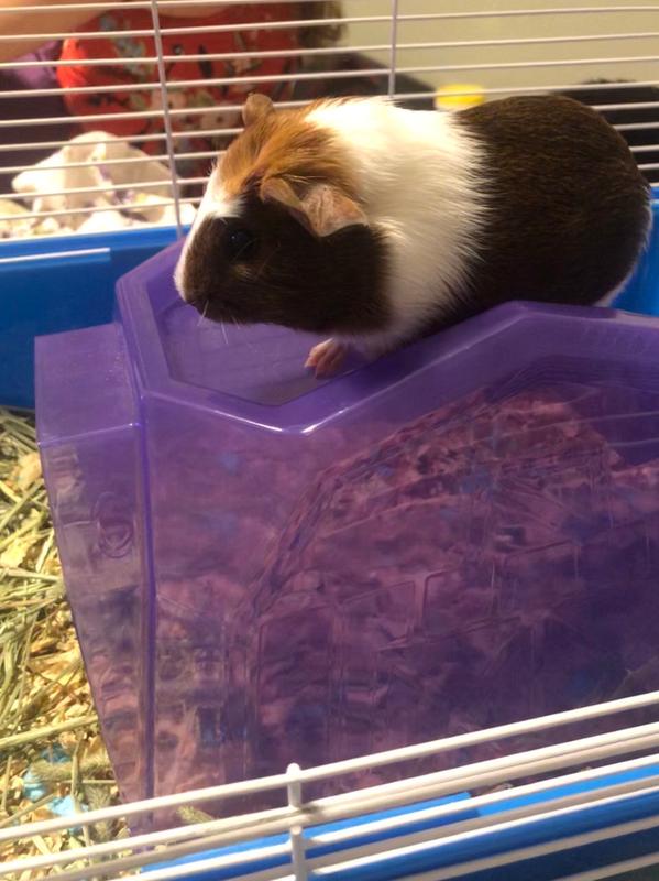 Groot loving his new barn house.