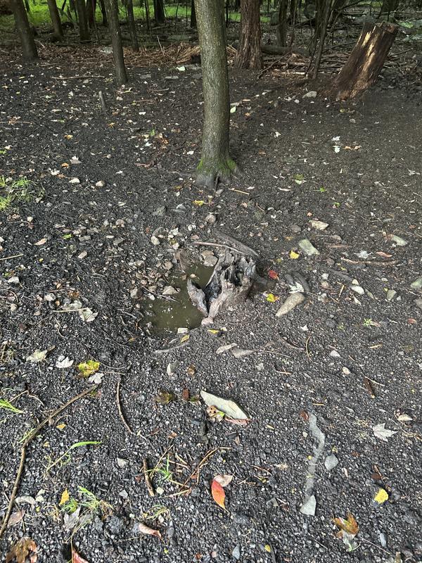 Granulated around stump
