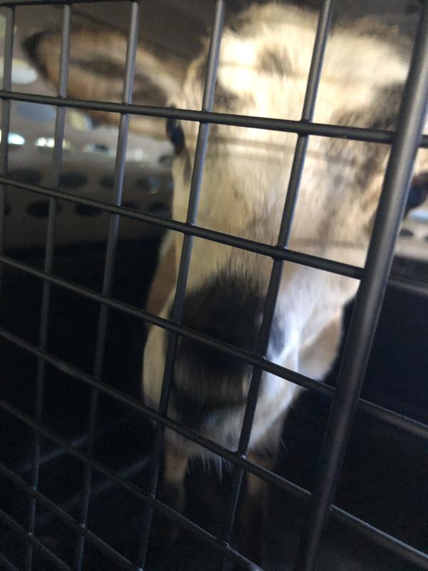 3 month old ram being transported