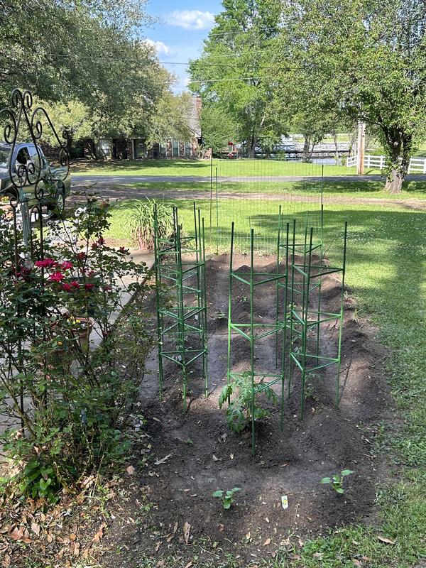 The garden