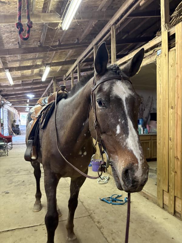 Very happy pony after his treats!