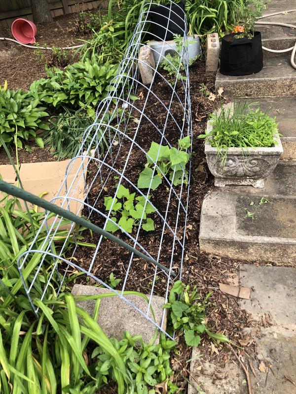 Watermelon and zucchini