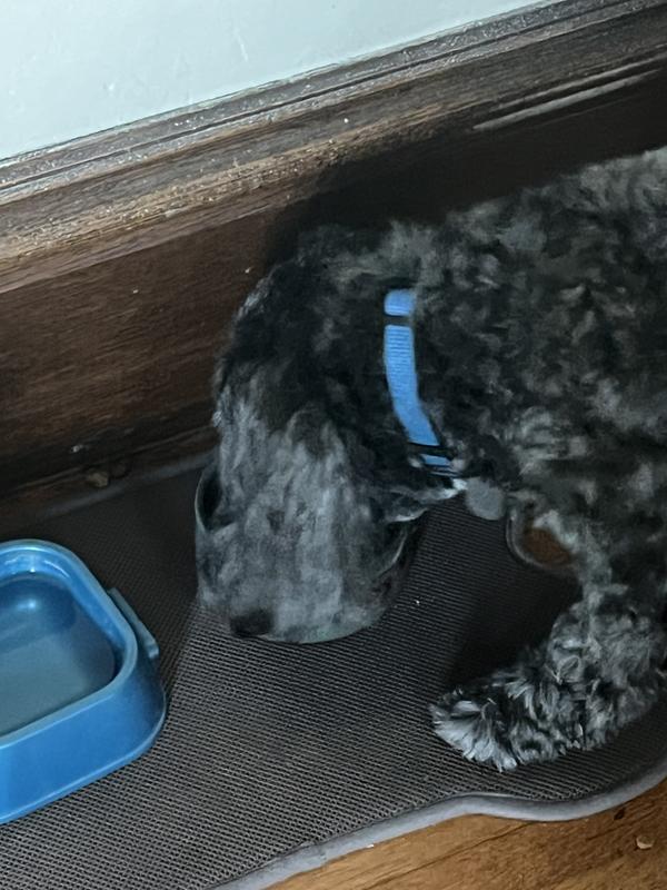 He gobbles it up!