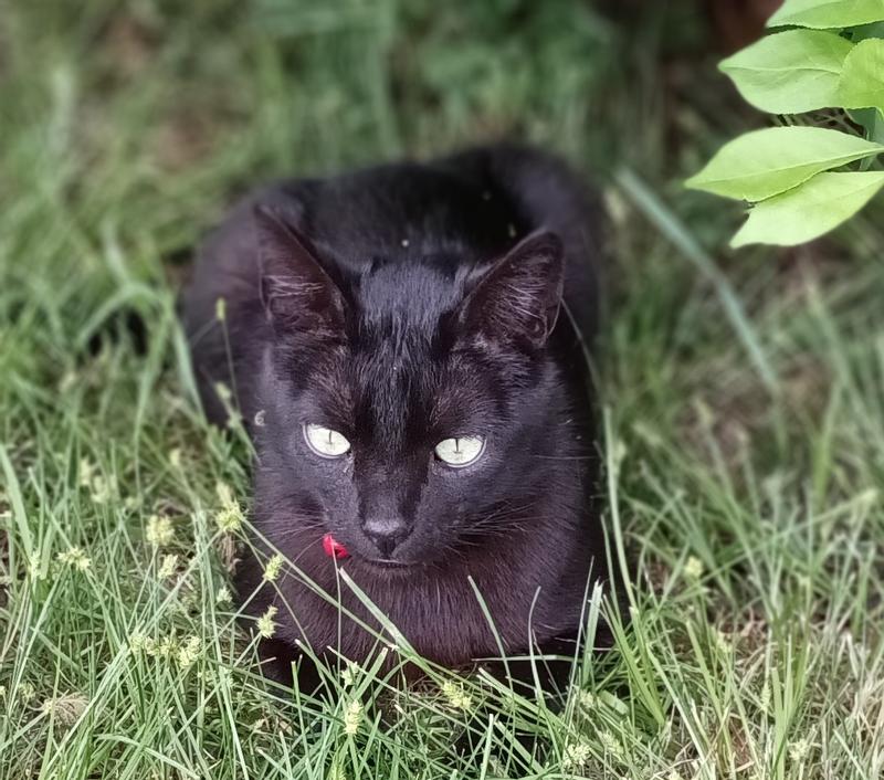 Midnight on the Prowl.