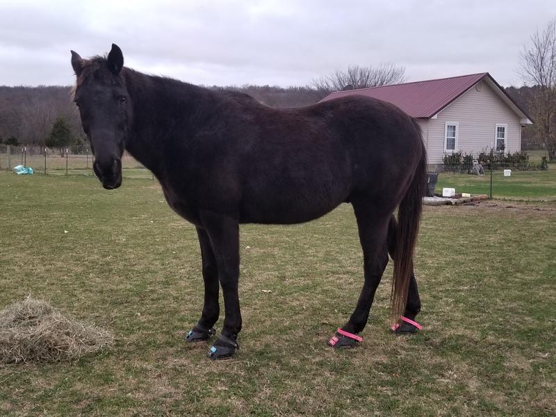 Pre rode on my 23yo heart horse!