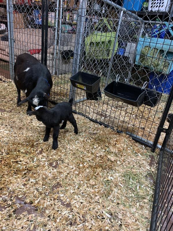 Feed and water stay cleaner off the ground.