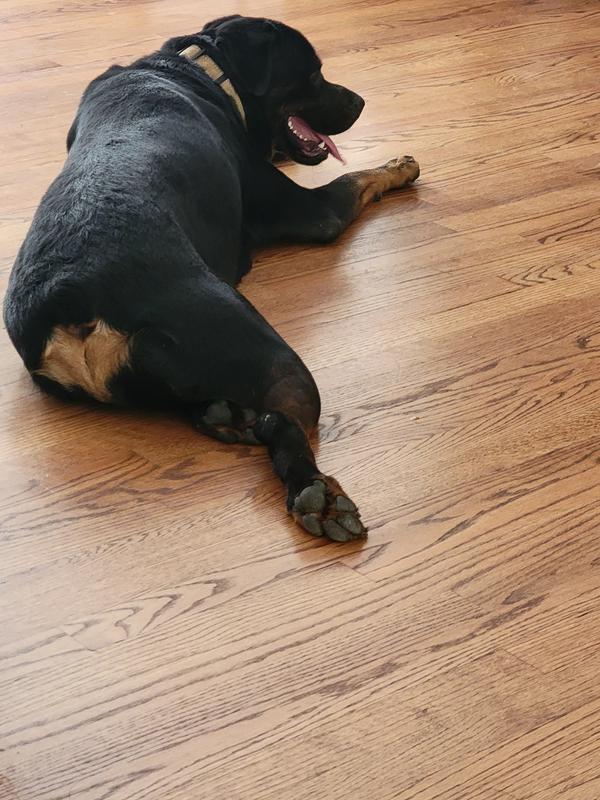 My dogs love it!