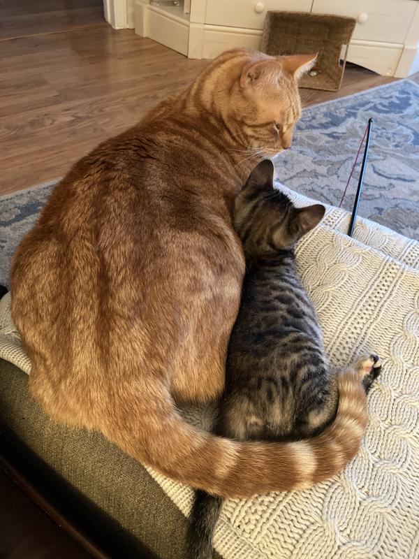 Even the Ferals (photo #1) love UNTAMED 😻