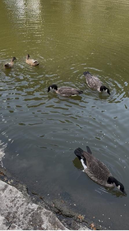 Geese and ducks love it. Easy to feed them in the water.