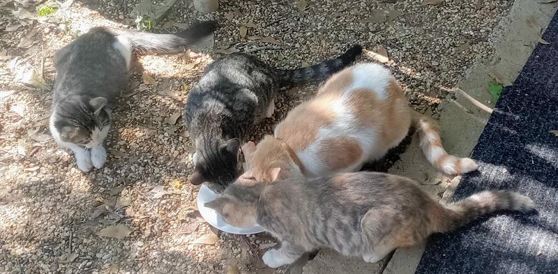 A few of the feral cats.
