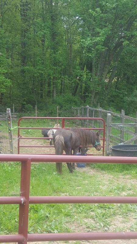 Used the barbed staples for horse fence for goats.