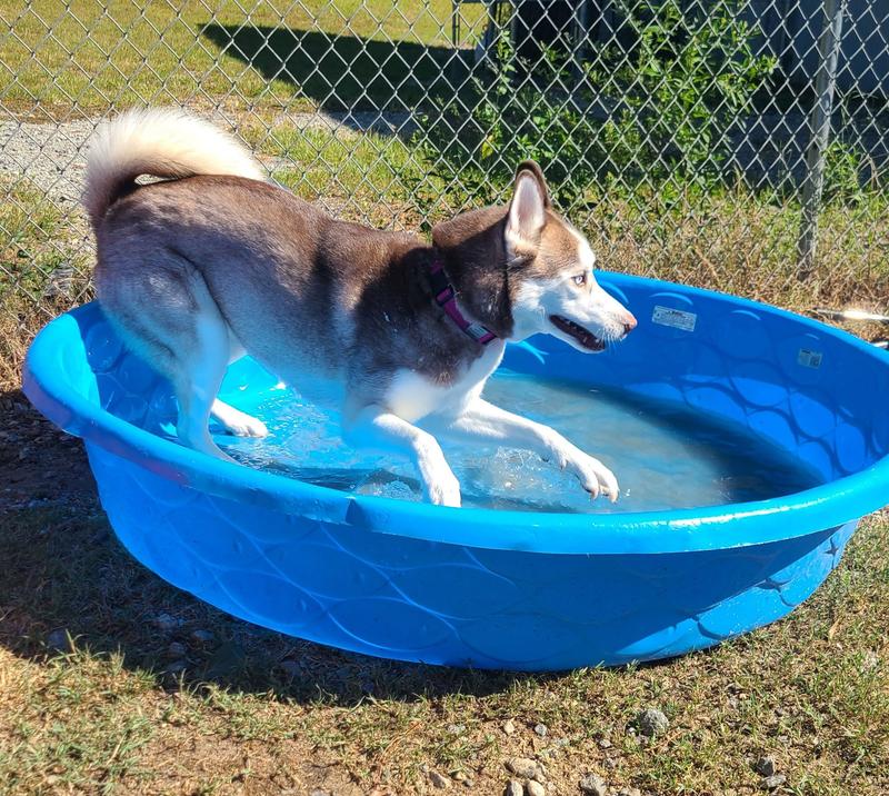Our pack. 2 Siberian Huskys presa canario mastiff and English bulldog puppy.😀