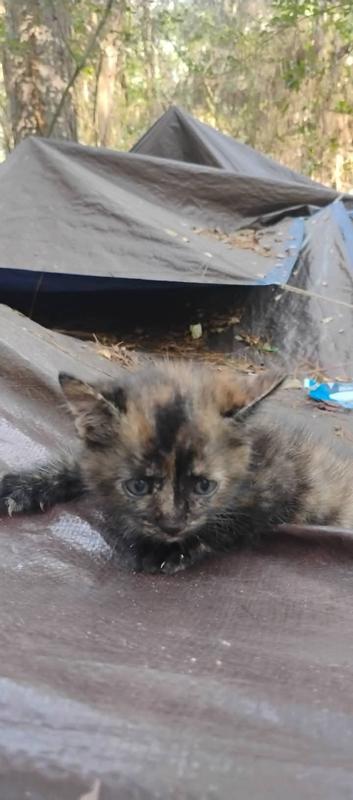 The kitten looking at my on a tarp.