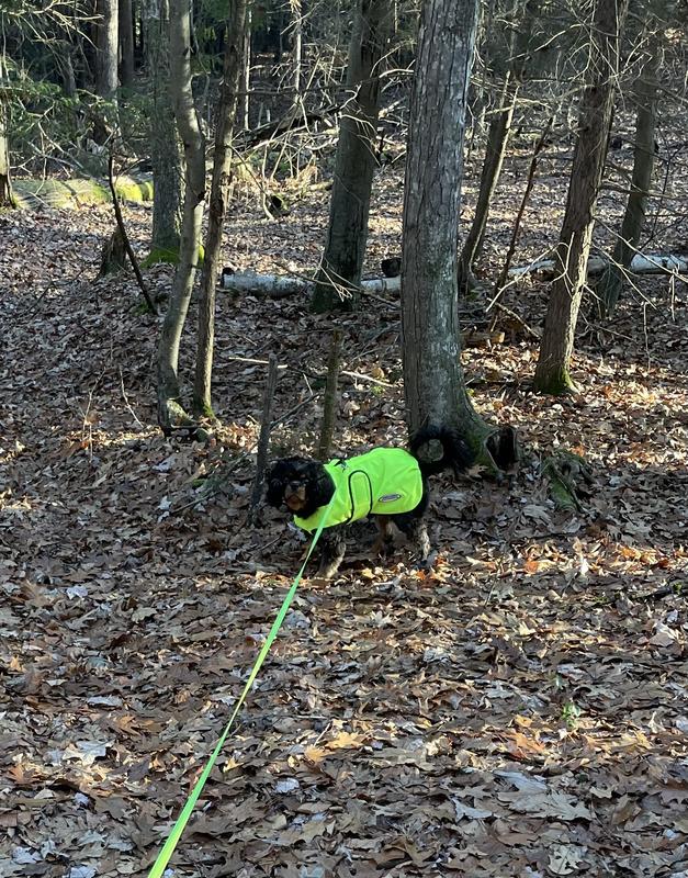 Great color for walking in woods during hunting season