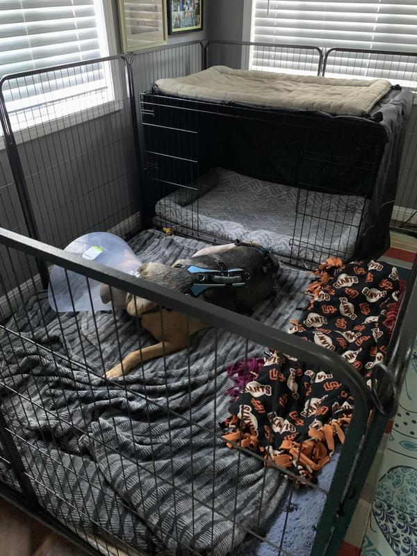 About 35 square feet. 110# shepherd mix & 48” crate