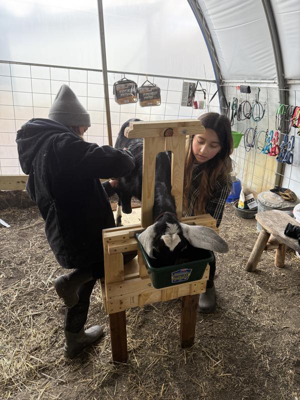 Dairy goat approved.