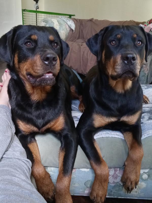 Shiny sisters