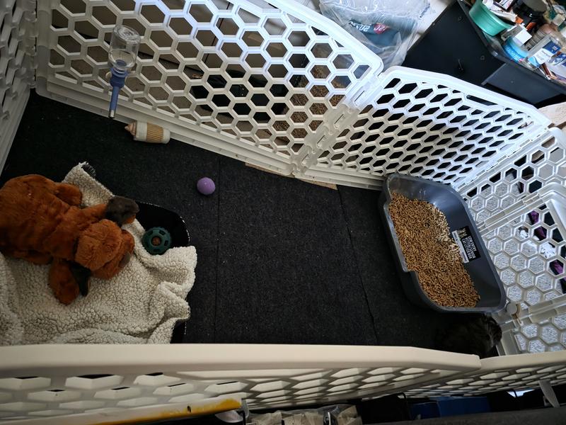 Playpen with litter box