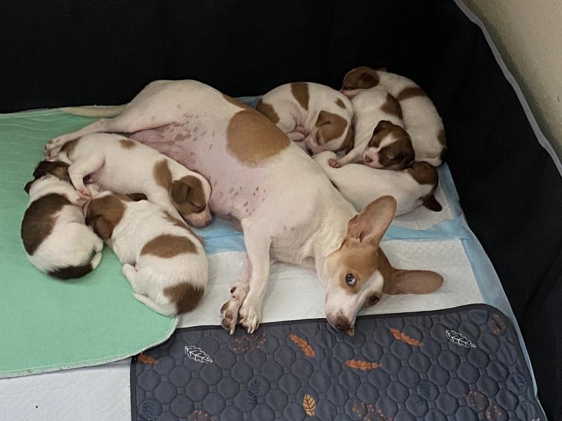 Foster Pups