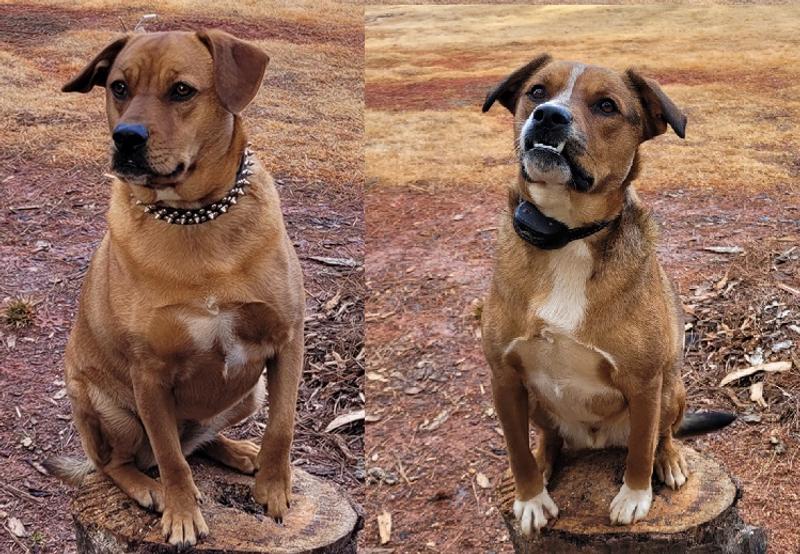 The Pups