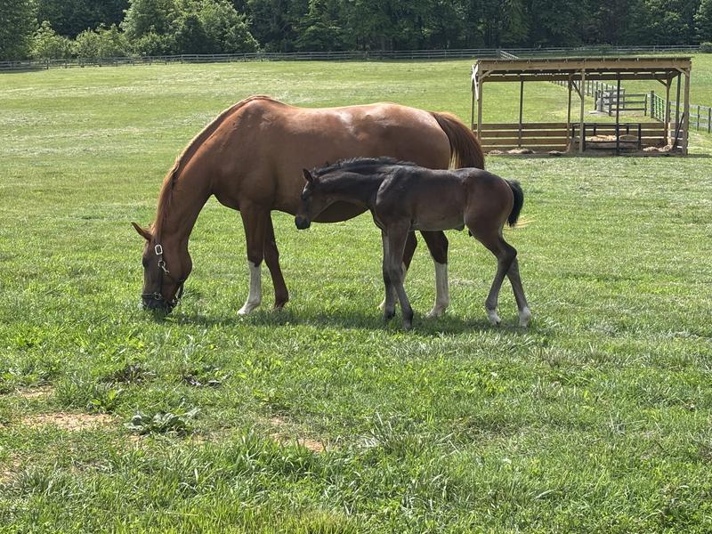 Replica snd colt sired by Ribaldi, full brother to Sallie B Wheeler National Hunter Jumper  Champion 2025. Rockwell FV