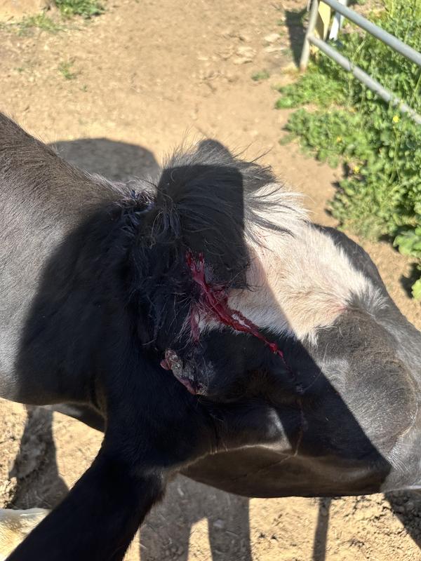 Taken about 2 hours after cleaning up wound