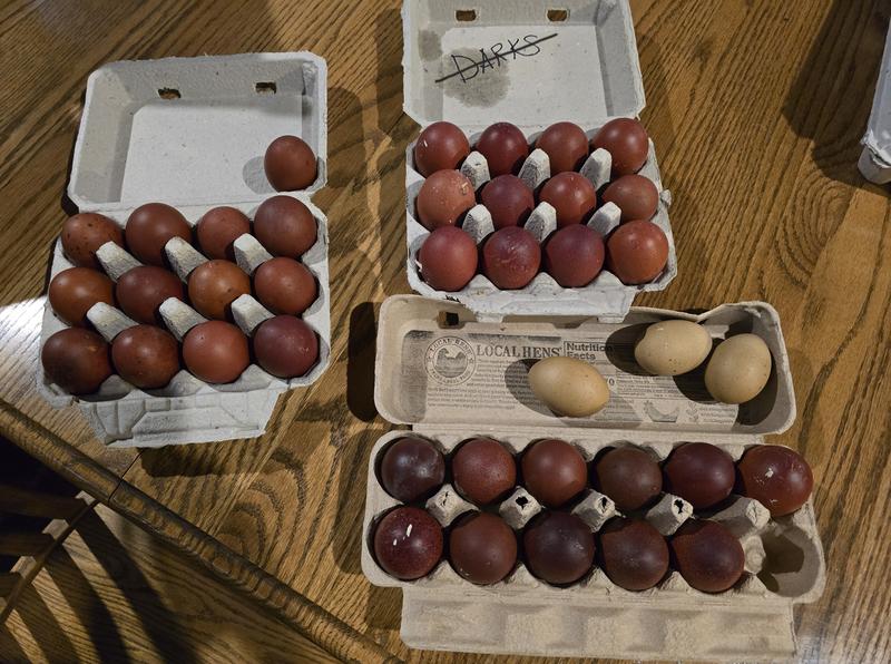 Marans Eggs