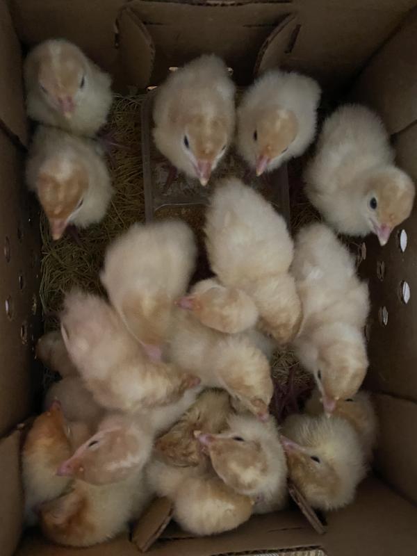 Pic at post office when I picked them up