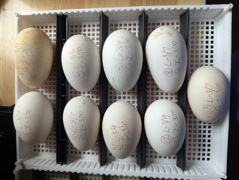 Jumbo Pekin Duck Eggs and Super African Geese Eggs