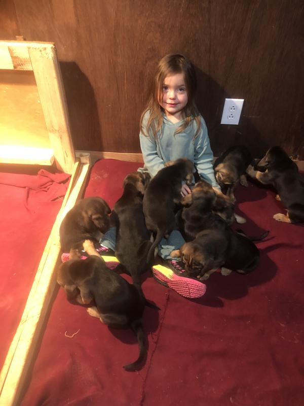 Bloodhound Puppies!❤️